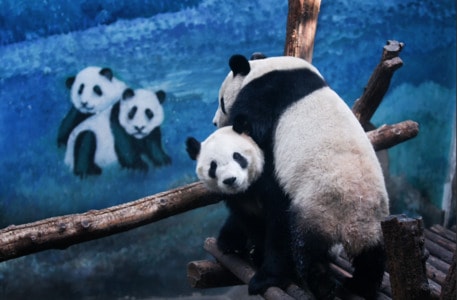 ＃陪伴-陪伴-熊猫-熊猫-动物 图片素材
