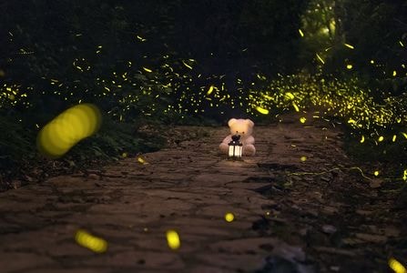 萤火虫-夜晚-玩偶-风景-萤火虫 图片素材