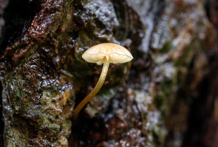 菌类-雨后-微距-野菇-老树 图片素材