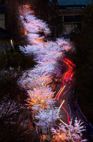 樱花-鸡鸣寺-樱花大道-夜景-车轨 图片素材
