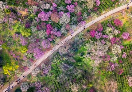 梅花-航拍-梅花山-梅花-风景 图片素材
