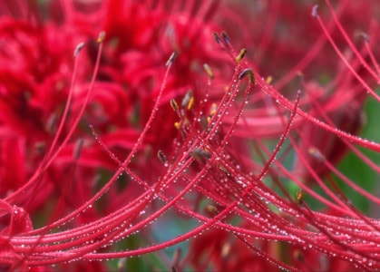 自然-花卉-特写-露水-生态 图片素材