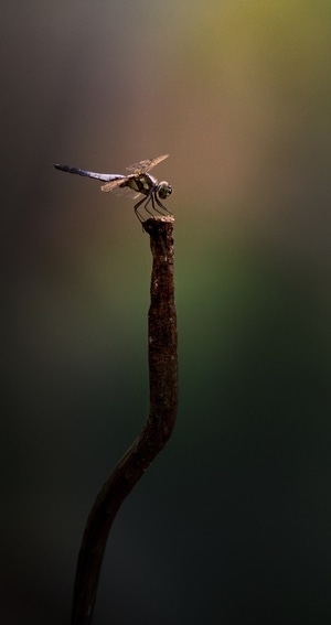 残荷-野生动物-蜻蜓-藤蛇-蜻蜓 图片素材