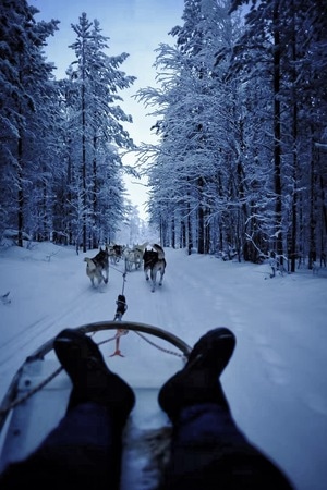 极地-狗拉雪橇-旅行-极光-俄罗斯 图片素材