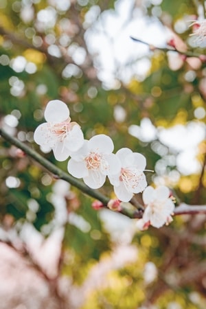 花-静物-植物-梅花-花朵 图片素材