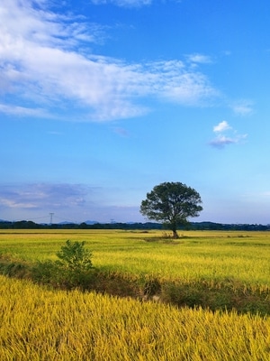 有趣的瞬间-田园风光-油菜花田-风景-田野 图片素材