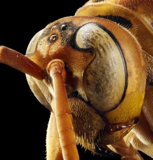 昆虫-微距-艺术-质感-中画幅 图片素材
