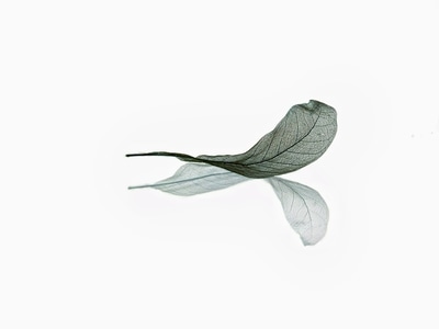 花花世界-极简主义-静物之美-叶子-自然之声 图片素材