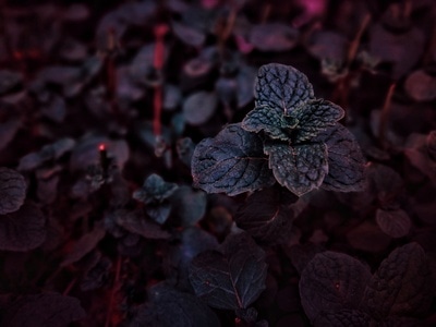 植物-薄荷-薄荷-植物-叶子 图片素材