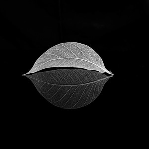 秋日物语-自然之声-生态-静物-花花世界 图片素材