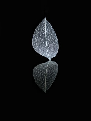 生态-自然之声-小米手机摄影-手机摄影-花花世界 图片素材