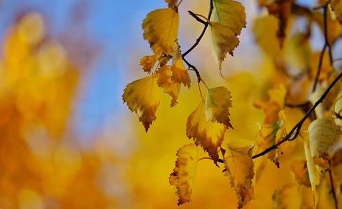 秋日物语-风景-旅行-叶子-黄色 图片素材
