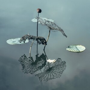 自然-风光-你好秋天-残荷-湖 图片素材
