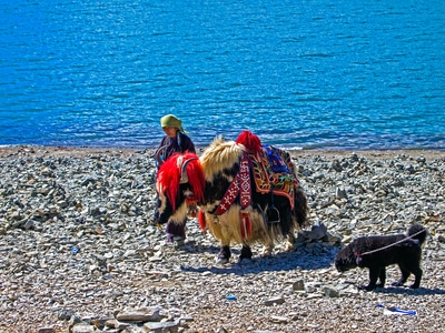 西藏阿里-旅行人文-风光-动物-牛 图片素材