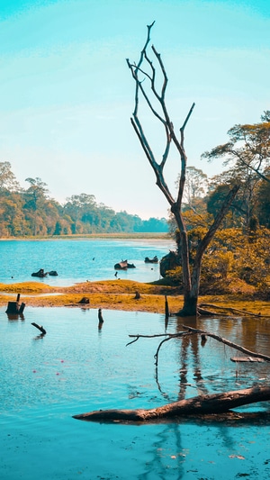 旅游-风景-大自然-吴哥窟-护城河 图片素材