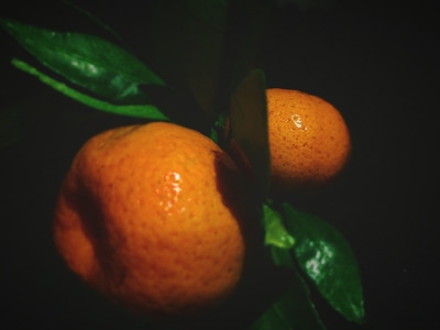 橘子🍊-黄-学校-水果-橘子 图片素材