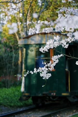 春天-杭州-樱花-风景-自然 图片素材