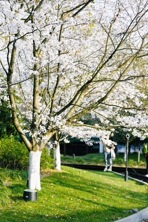 春天-杭州-樱花-风景-自然 图片素材