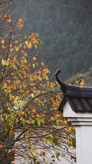 去拍-旅行-风光-果实-柿子 图片素材