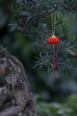 花卉-风景-灯笼-红灯笼-挂饰 图片素材