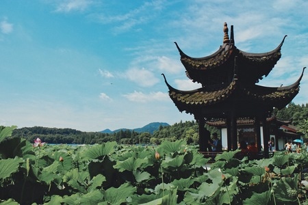 我的2019-杭州西湖-自然-旅行-荷塘 图片素材