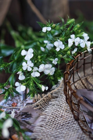 日常-静物摄影-鲜花-花-花朵 图片素材