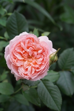 南平市-绿植-鲜花-日常-花 图片素材