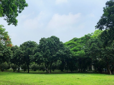 汕头市-天空-学校-树-树木 图片素材