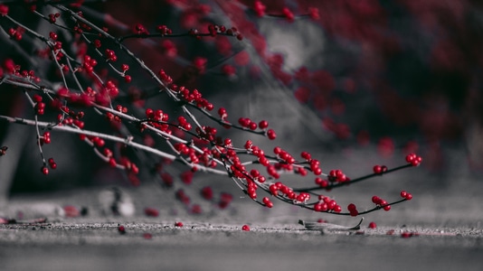 一诺影视-旅行-果实-红果-植物 图片素材