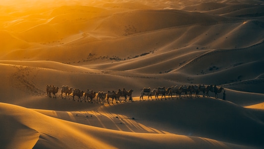 沙漠-驼队-旅行-一诺影视-驼队 图片素材