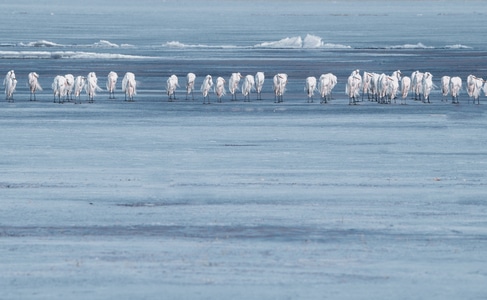 西北-冰冻-白鹭-灰鲸-码头 图片素材