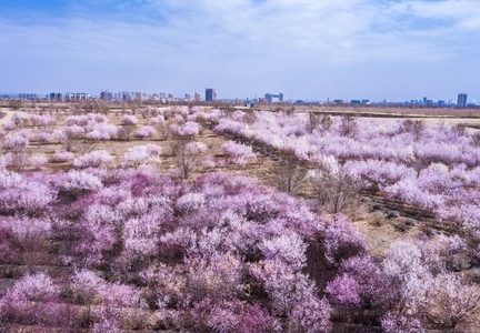 桃花-河西走廊-西北-桃花-花 图片素材