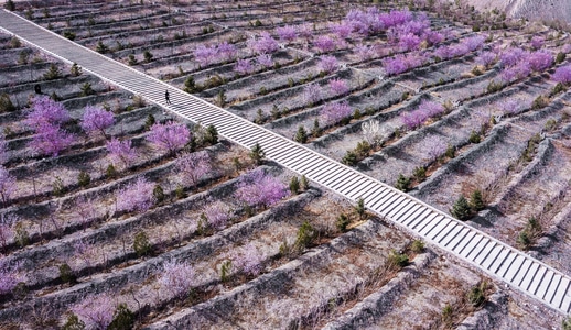 桃花-河西走廊-西北-桃花-花 图片素材