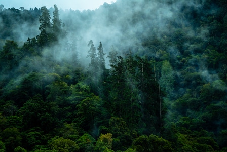 一诺影视-旅行-植物-树-树林 图片素材