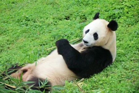 旅行-动物-野生动物-大熊猫-熊猫 图片素材