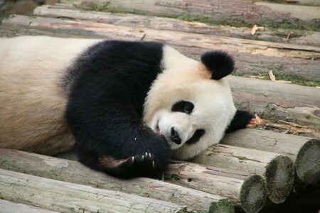 旅行-动物-野生动物-大熊猫-熊猫 图片素材