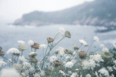 风光-旅行-东极岛-花-花朵 图片素材