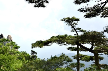 黄山-挑夫-松树-风景-树 图片素材