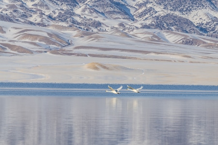 新疆-雪-寒冷-天鹅-水 图片素材
