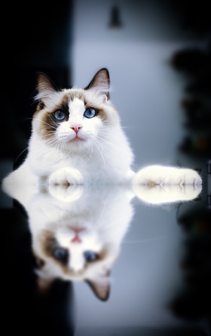 猫-宠物摄影-猫-宠物-萌宠 图片素材