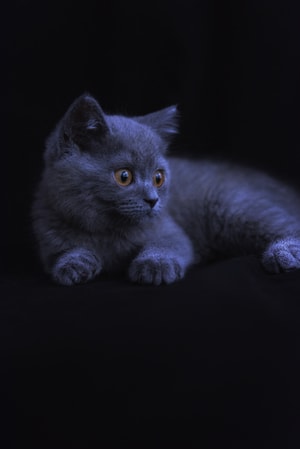 蓝猫-喵-萌宠-动物-蓝猫 图片素材