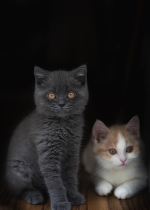 萌宠-猫猫-喵-蓝猫-猫咪 图片素材