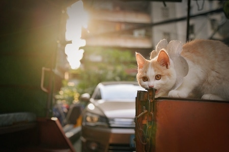 宠物摄影-猫-英短-喵-萌宠 图片素材