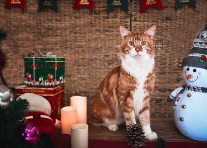 猫-宠物摄影-圣诞-圣诞猫-猫 图片素材
