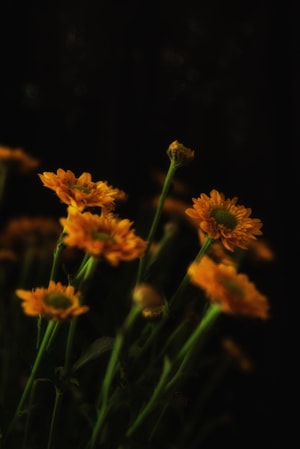 静物-花-黄花-花卉-花朵 图片素材