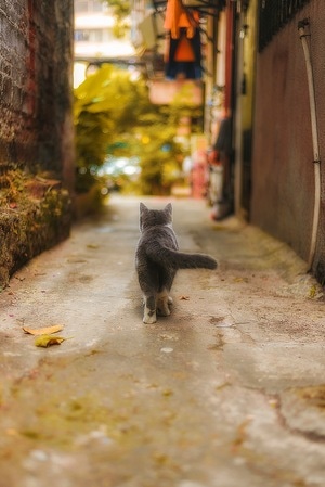 宠物摄影-宠物写真-猫-猫咪-喵星人 图片素材