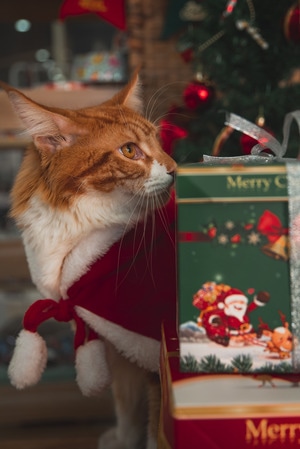 猫-宠物摄影-圣诞-圣诞猫-猫 图片素材