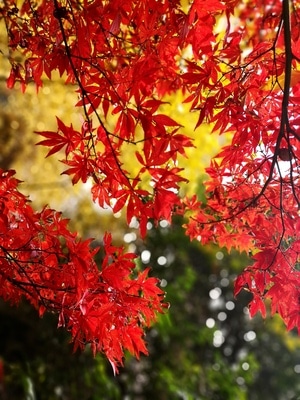 冬季风-随拍-植物-树枝-树叶 图片素材