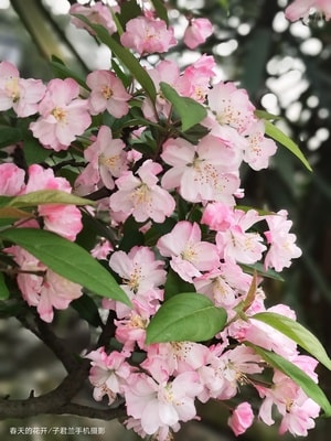春天-花开-美的季节-花-花朵 图片素材