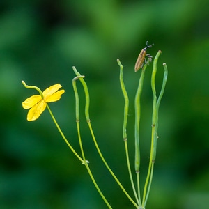 昆虫-童话世界-花-昆虫-花 图片素材